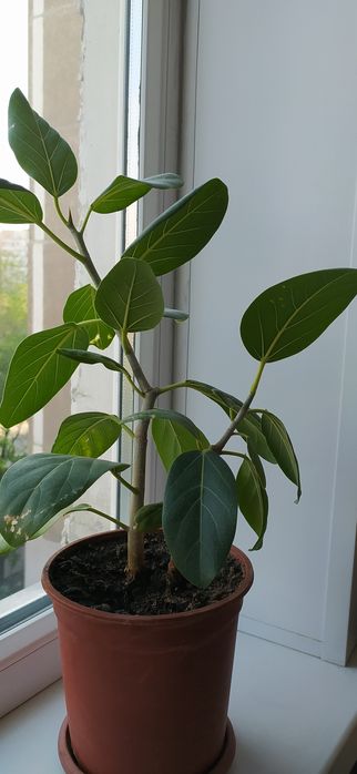 Продам комнатные растения