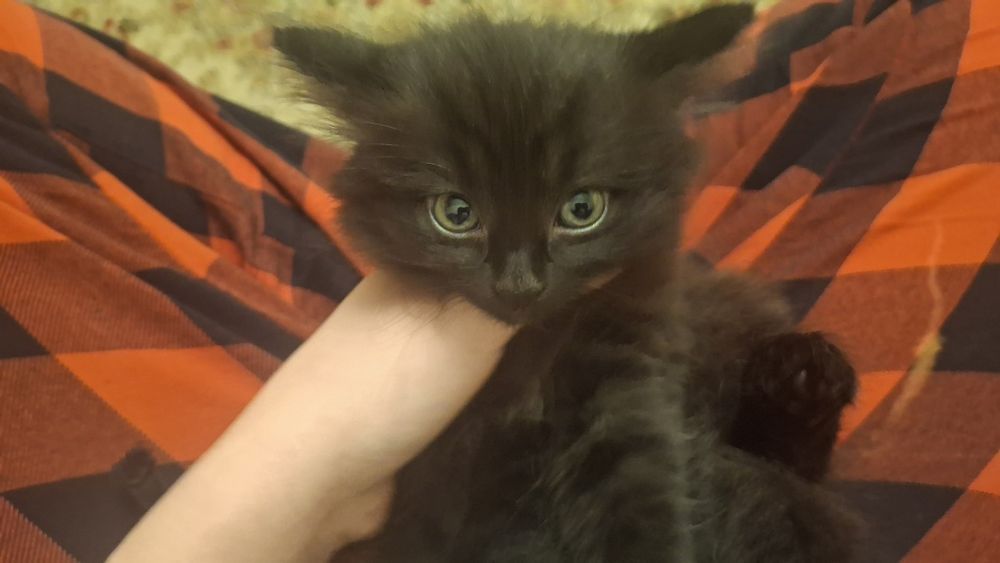 Котята, обе девочки
