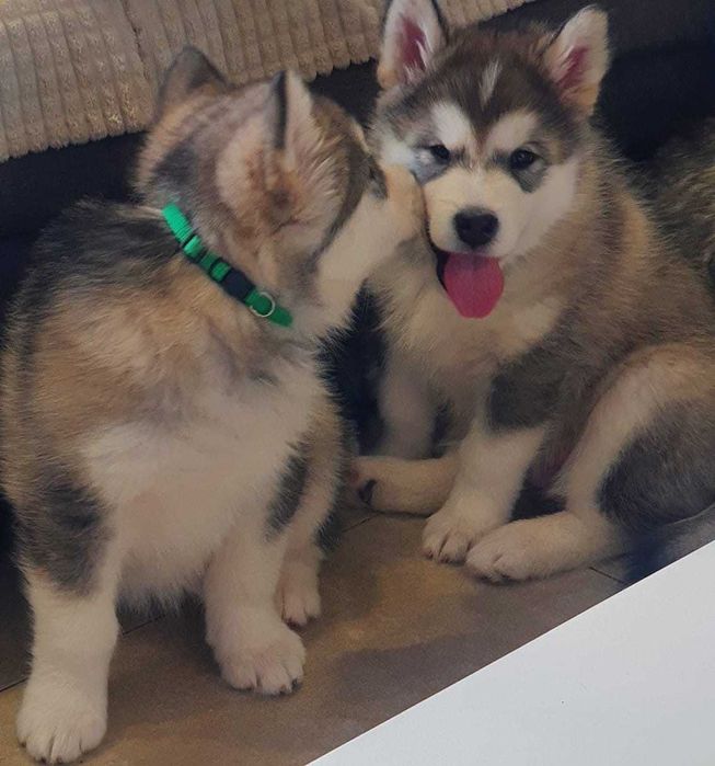 Pui Malamut de Alaska cu Pedigree - calitate exceptionala