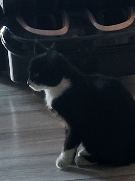 Котёнок девочка игривая