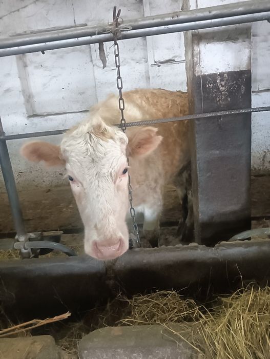 Продам корову стельная