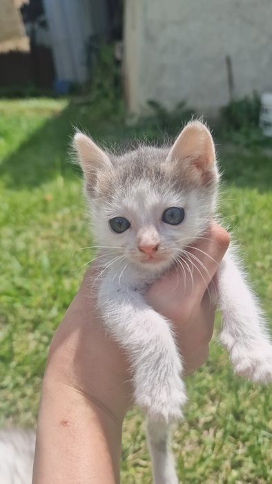 Подарявам коте на 50 дни