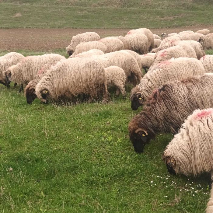 Animale ovine-miei