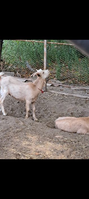 Tapi de vanzare, capre de lapte, iede de vanzare