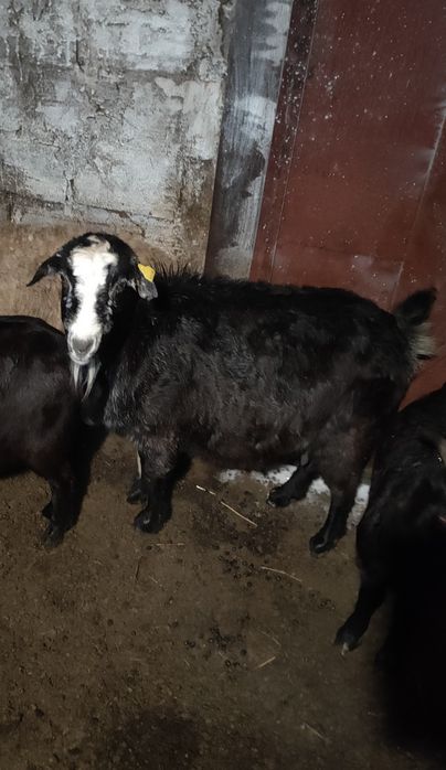 Козы ешкі буаз котные