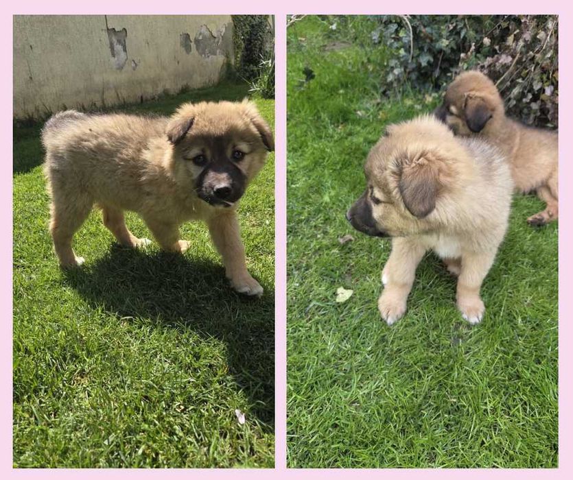 Cățeluși pentru adopție, vaccinați si deparazitați