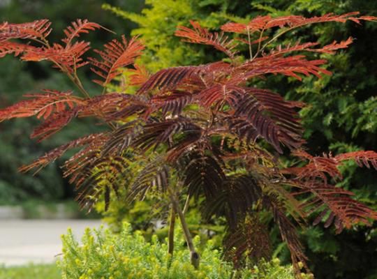 Seminte arbust summer chocolate