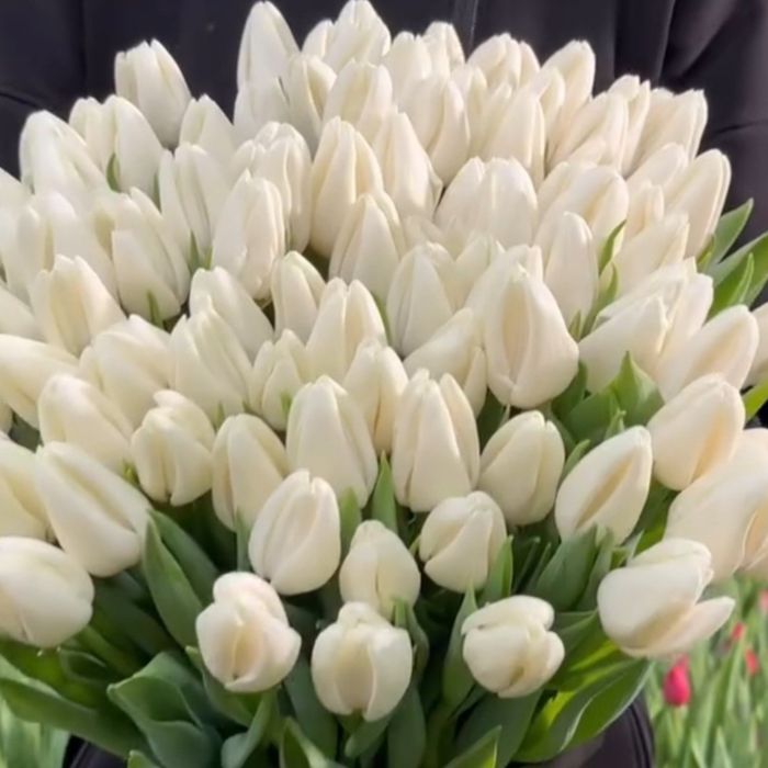 Тюльпаны оптом 2026