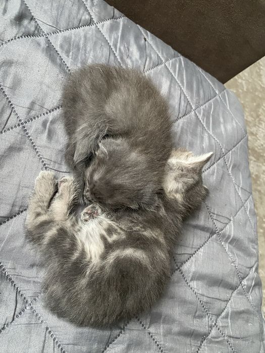 Продам Шатланских / Британских котят