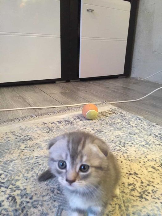 британские скотиш страйк  котята