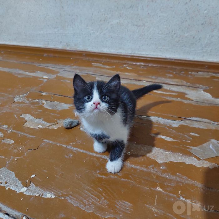 Замечательные котята европейской короткошёрстной бесплатно