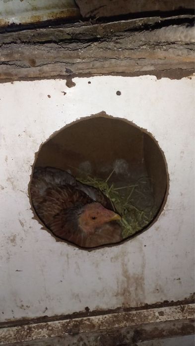 Куланги Курк товукла