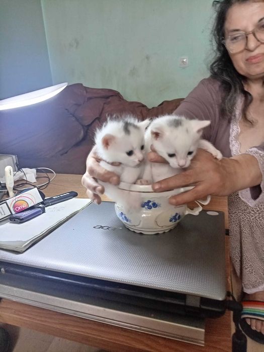 Dau spre adoptie pisoi mici dragalasi.