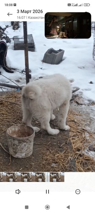 Щинок кавказская овчарка девочка