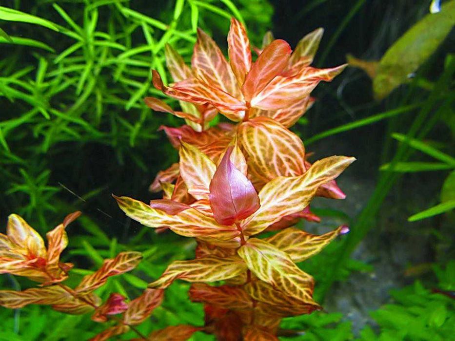 Аквариумные растения - Роталлы