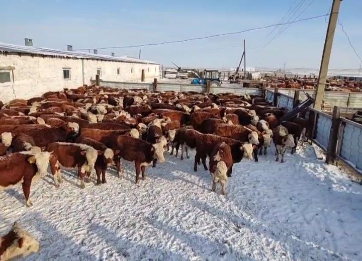 Бычки 60 бас бука