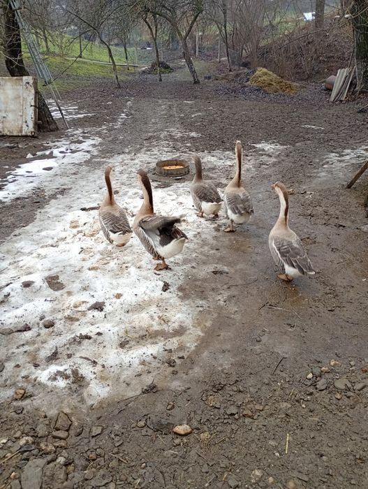 Gaste americane din vara trecuta