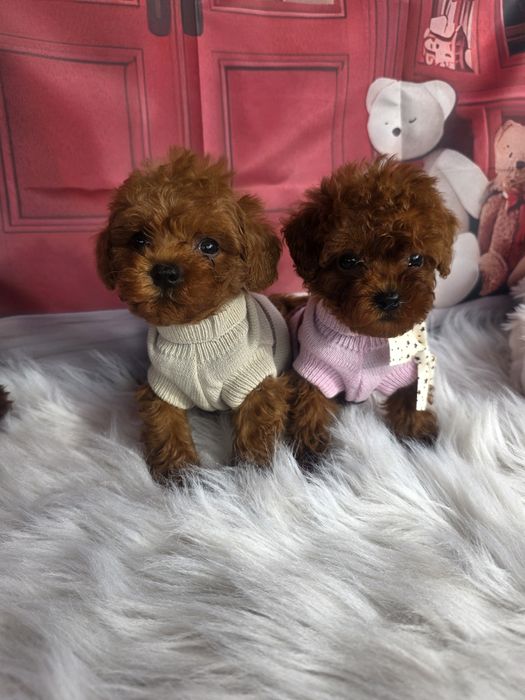 Пудел той момичета и момчета с документ за произход