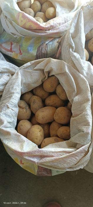 Продам Домашний картофельь