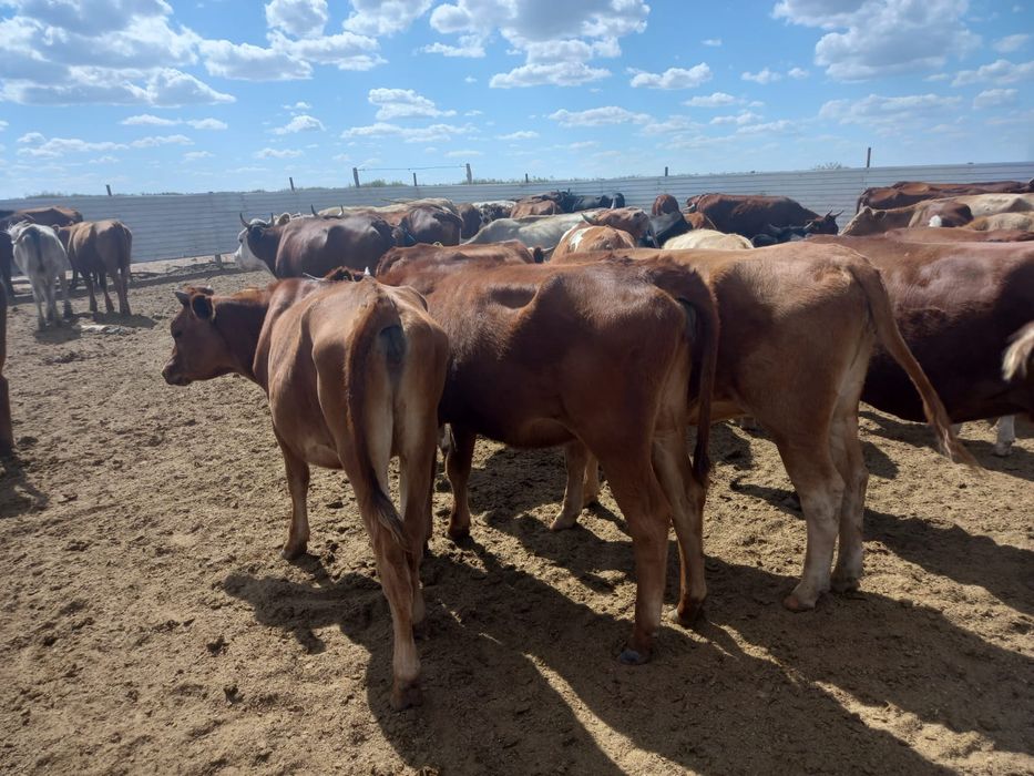 Красный степной сүтті қашарлары сатылады.