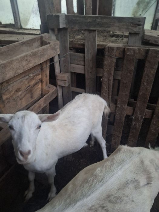 Продаётся Зааненская коза