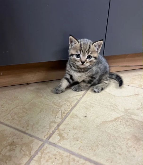 Котята мальчики и девочки, пямоушки и веслоушки