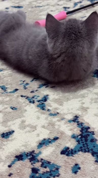 Котёнок британский скотиш фолд