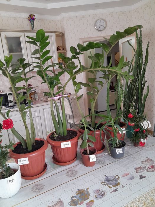 Комнатные цветы  разное