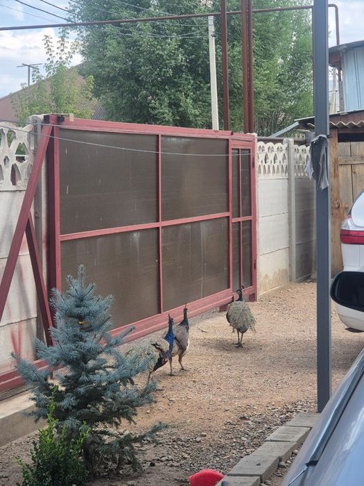 Продаю павлинов индийские 2 самец, 1самка