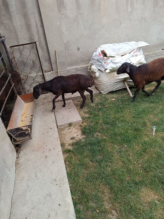 Qassob qoy soyish xizmati