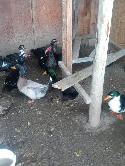 Rate lesesti si rate normale