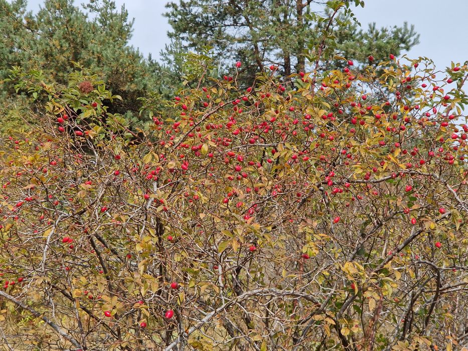 Домашен Шипков мармалад