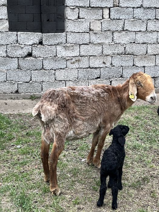 қозылы қой сатылады