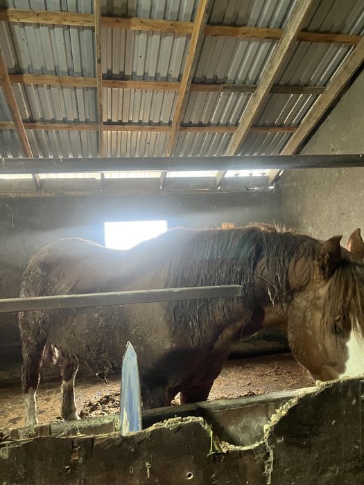 Айғыр сатылады мінгі