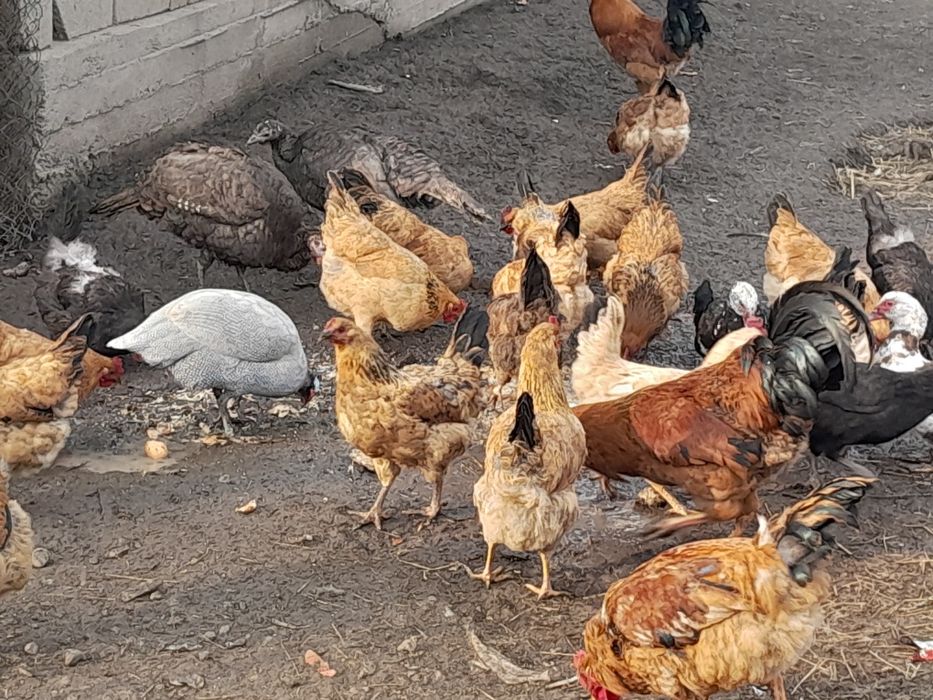 Кучин тауыктар сатылымда.