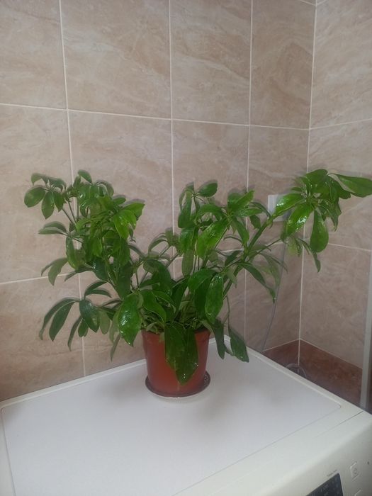 Комнатние растение