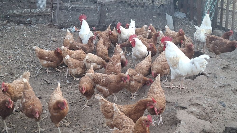 Икубатир жумыртқа