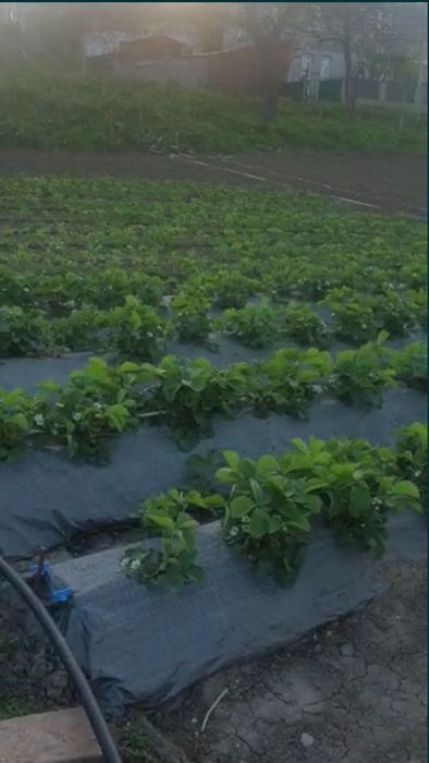 Stoloni/răsad căpșuni