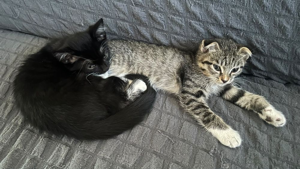 Отдам котят в добрые руки