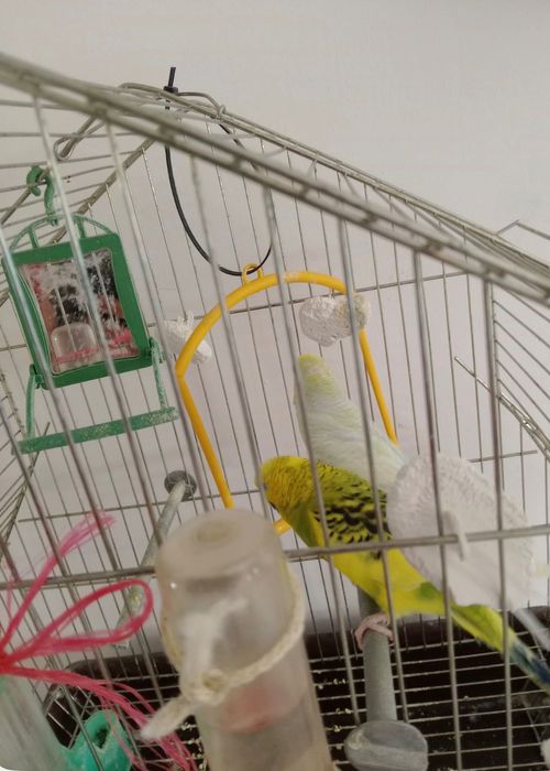 Папагали 115 евро