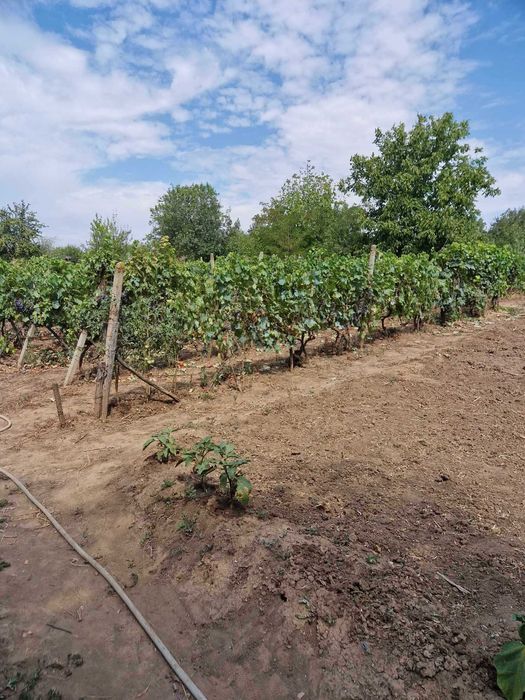 Продава се Къща в с. Пелишат, Област Плевен - 80 кв.м за 241 €/кв.м - Снимка #10