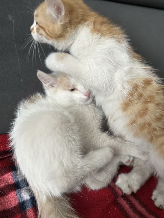 отдам котята в хорошие руки