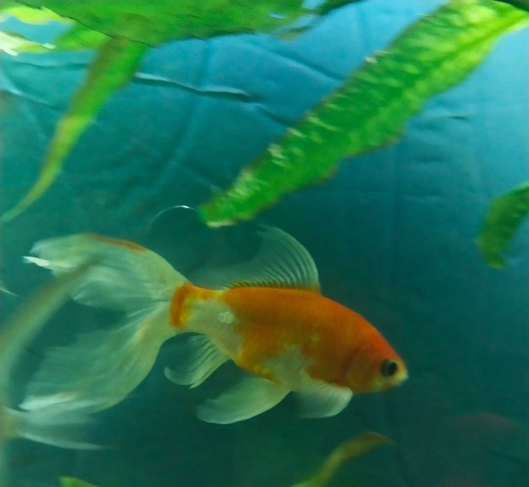 Рыба золотая Комета 18см