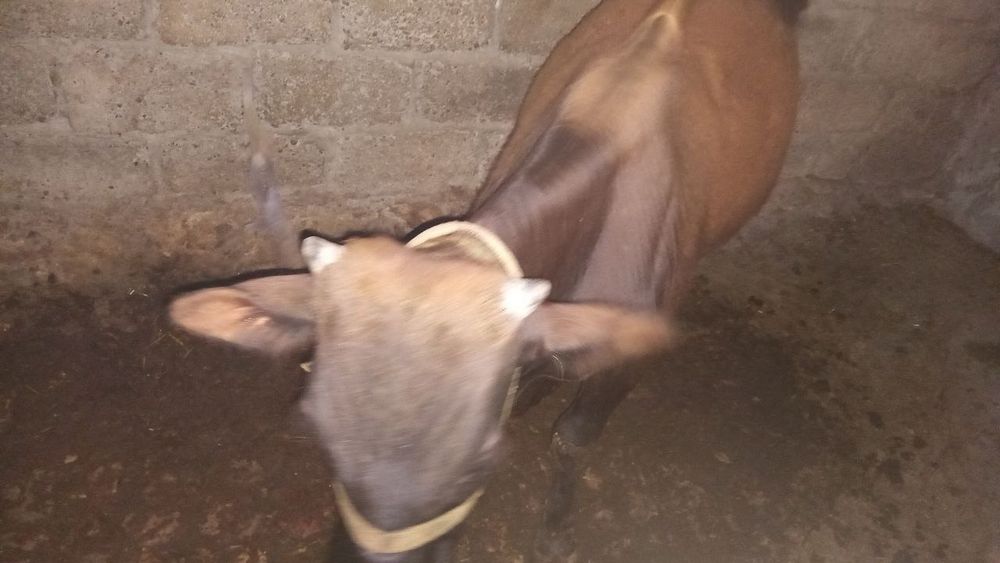 Бычок продам срочно