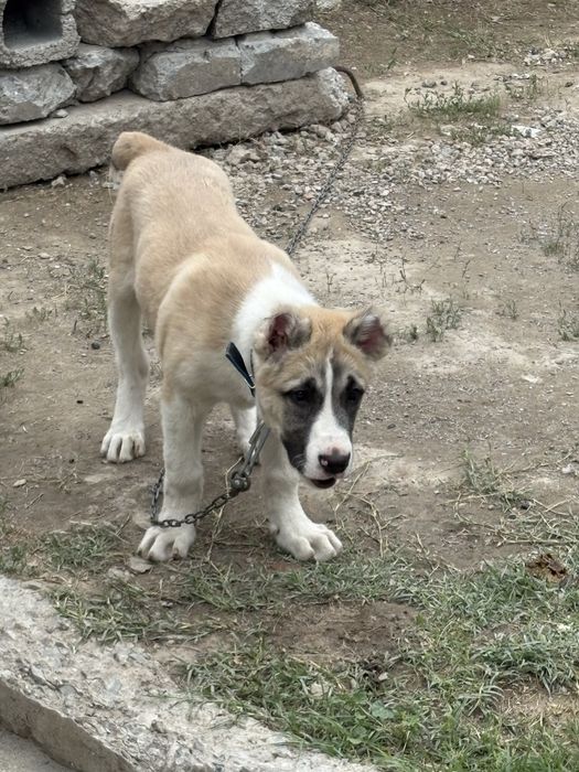 Щенок Алабай 5 месяц