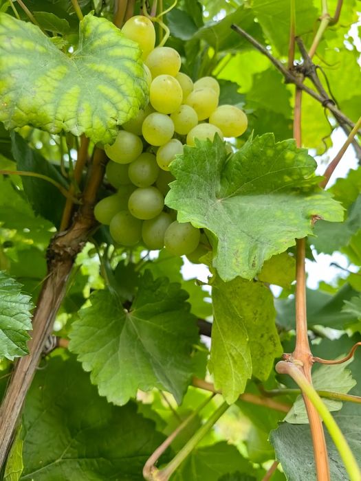 Продам дачу в районе холодного ключа