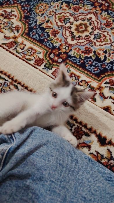 Отдам котенка, мальчик 4 месяца