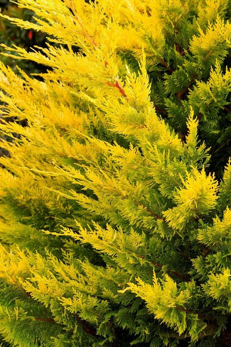 Leylandi gold pentru gard viu