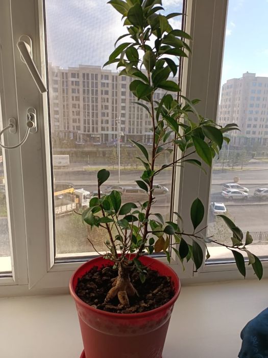 Продам комнатные растения