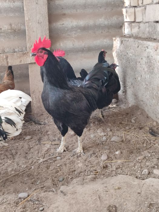 Продаются домашние черные петухи. Кора хонаки хурозлар сотилади